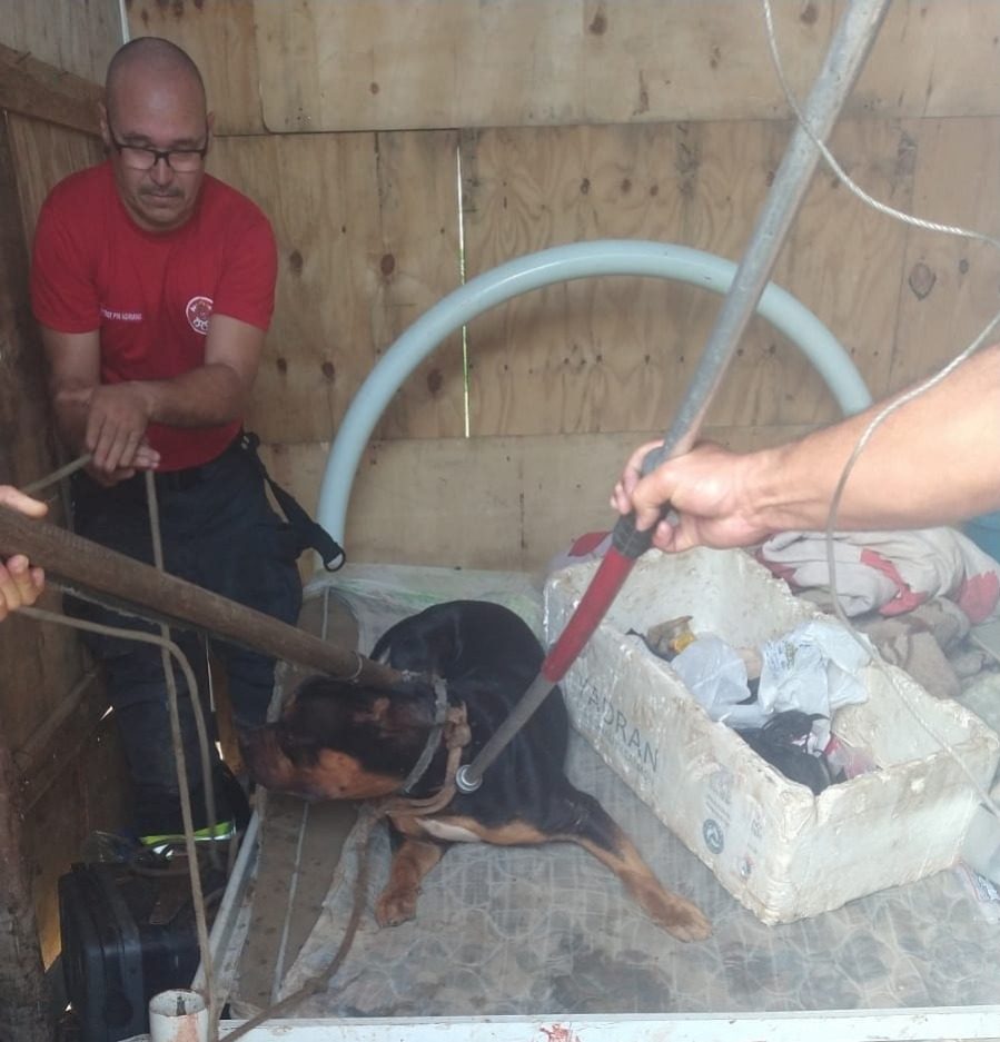 img- responsive Pitbull com rottwiler