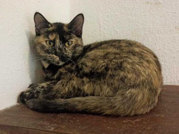 lazuli, um dos pets disponíveis para adoção em são josé. ela é uma gata filhote mesclada de preto e caramelo