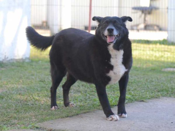 bife, um dos pets disponíveis na feira de adoção em são josé. ele é um cachorro de porte médio, preto, com pelos curtos e brancos da barriga até o focinho.