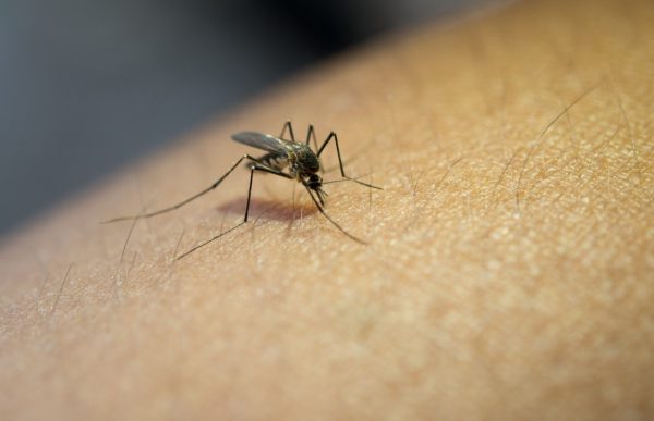 Mosquito em cima de uma pele, com um fundo desfocado; foto ilustra matéria sobre casos de dengue no estado de São Paulo no início de 2023.