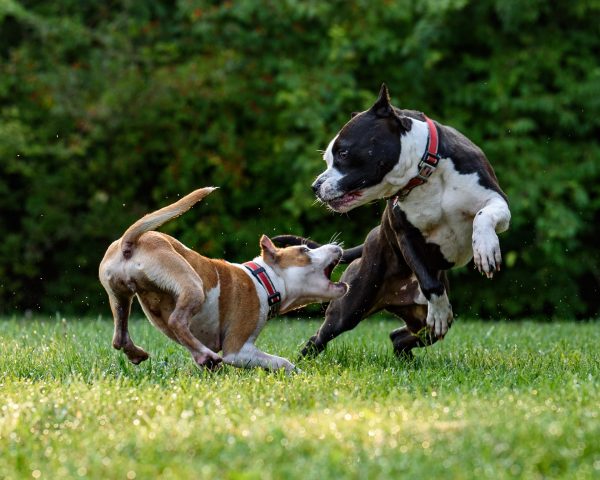 dois cães de pelagem curta (à esquerda um castanho branco e à direita um preto e branco) brincam em gramado.