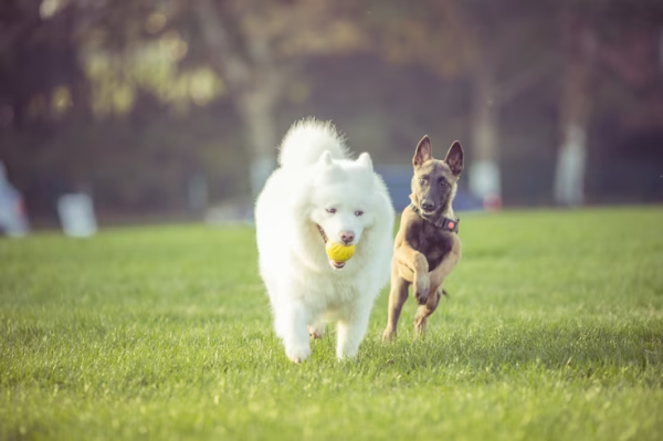Cachorro branco com uma bolinha amarela na boca, ao lado de um cachorro preto; ambos correm em um gramado verde, ilustrando matéria sobre os novos espaços pet (caninos) em São José dos Campos.