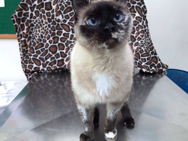 lazuli, um dos pets disponíveis para adoção em são josé. ela é uma gata branca com patas pretas e rosto preto e olhos azuis.