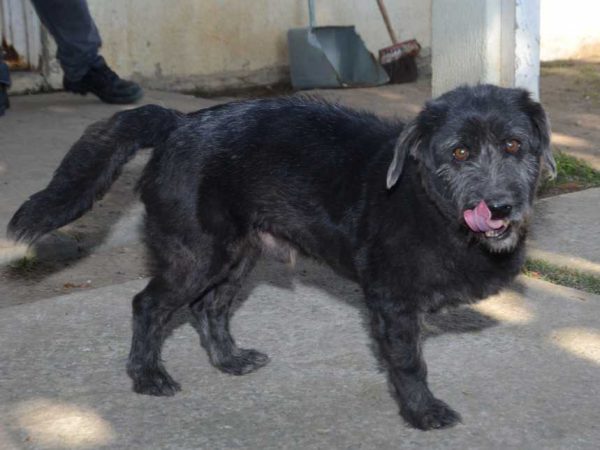 tripé, um dos pets disponíveis na feira de adoção em são josé. ele é um cachorro de porte pequeno, preto, com pelos e não tem a pata esquerda dianteira.