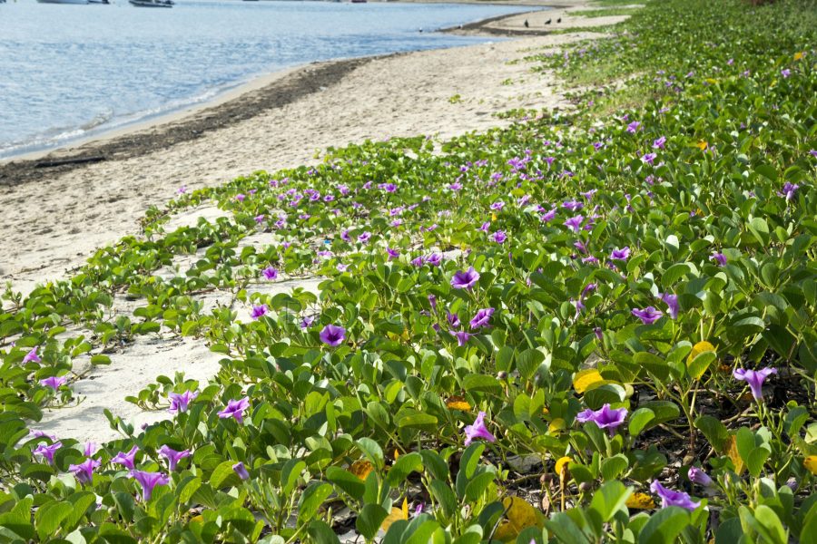 img-responsive Jundu, planta que cresce na areia da praia, que prefeito Toninho Colucci incentivou que a população removesse