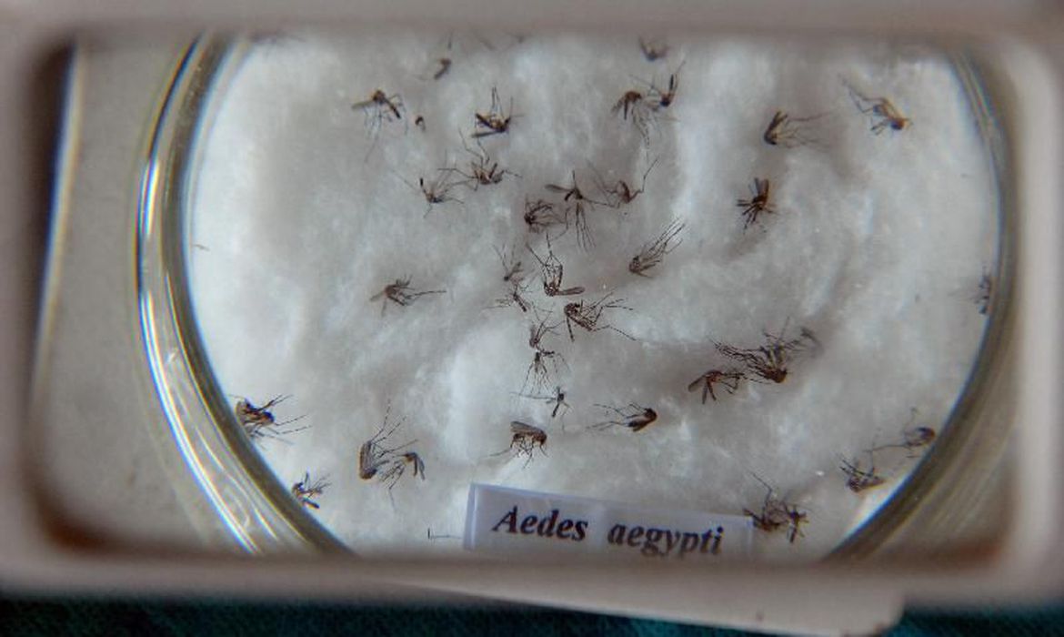 Amostra do mosquito da dengue Aedes Aegypti, vacina contra doeça está disponível em São José