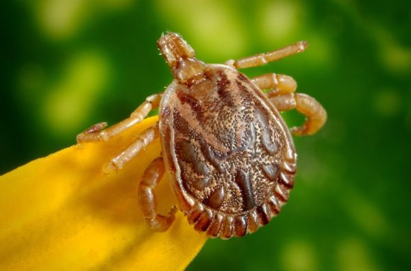 carrapato estrela na natureza em close fechado ; animal é transmissor da febre maculosa, que em são josé dos campos não tem casos desde 2020, segundo a Secretaria de Saúde