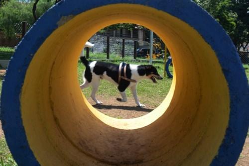 Espaço canino em SJC da cidade jardim tem túneis, rampas e árvores para a diversão do seu pet, como este que está correndo ao lado do túnel