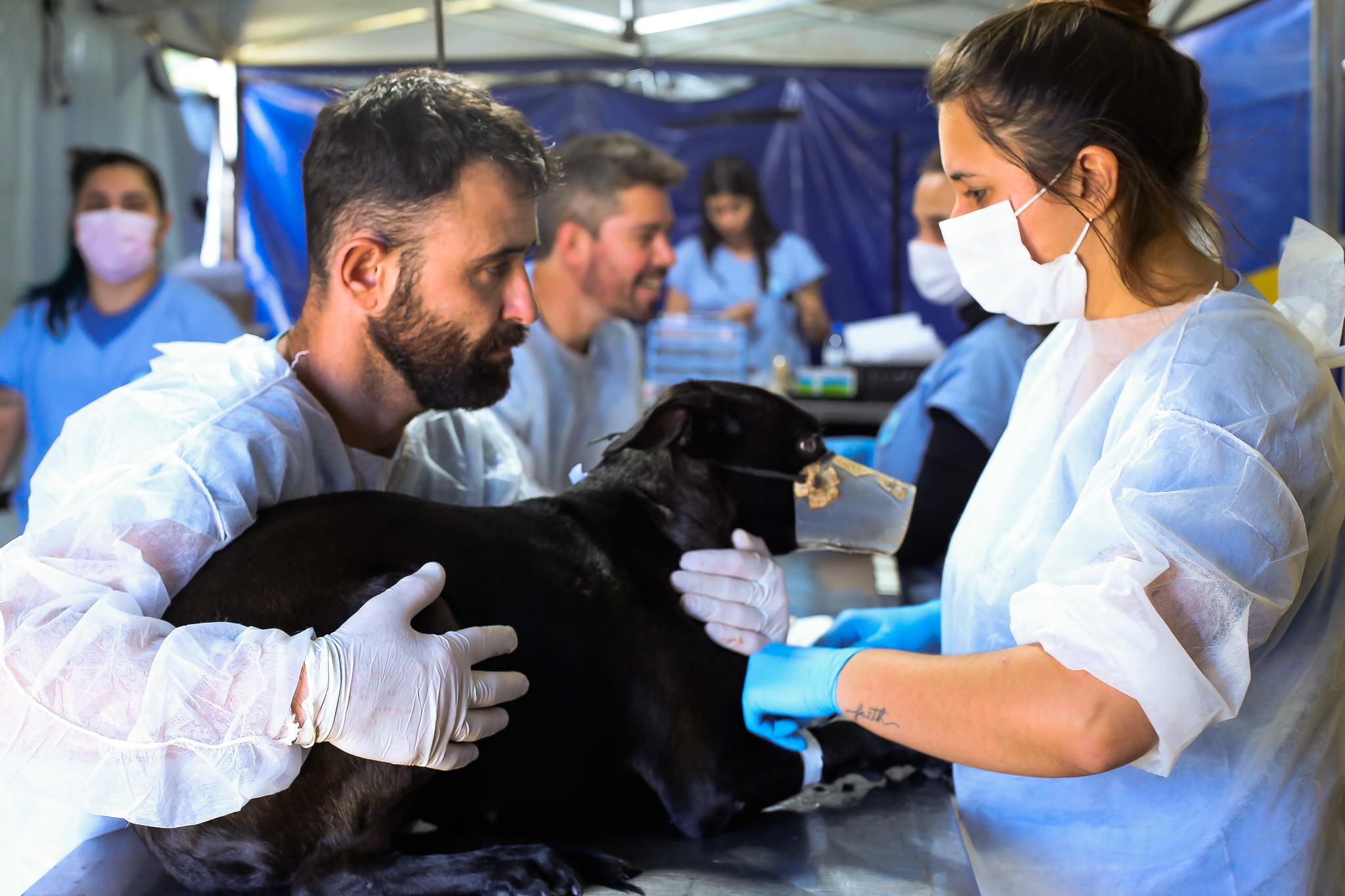 médicos veterinários segurando cão preto em centro cirúrgico em são josé