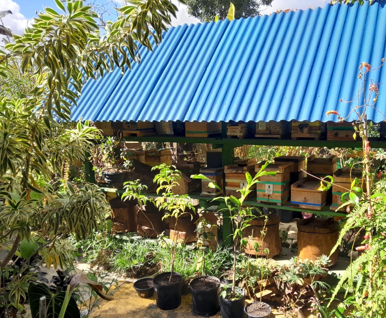 Meliponário em São José