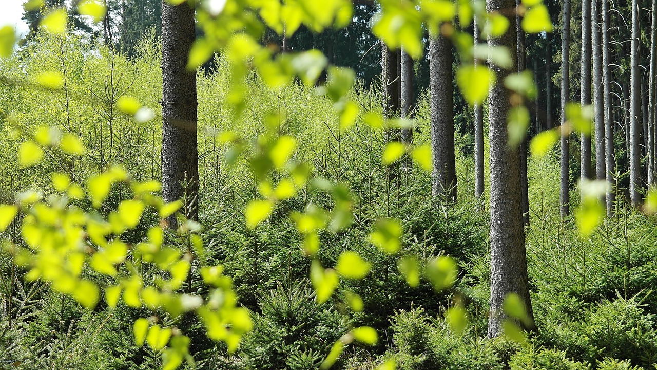 Transição ecológica Lula