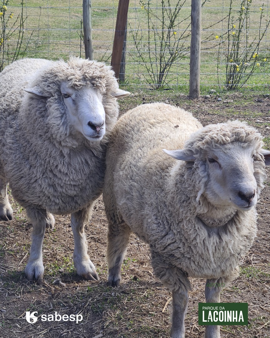 Duas ovelhas do Acervo do Parque da Lagoinha, que também é um local diferente em Campos do Jordão.