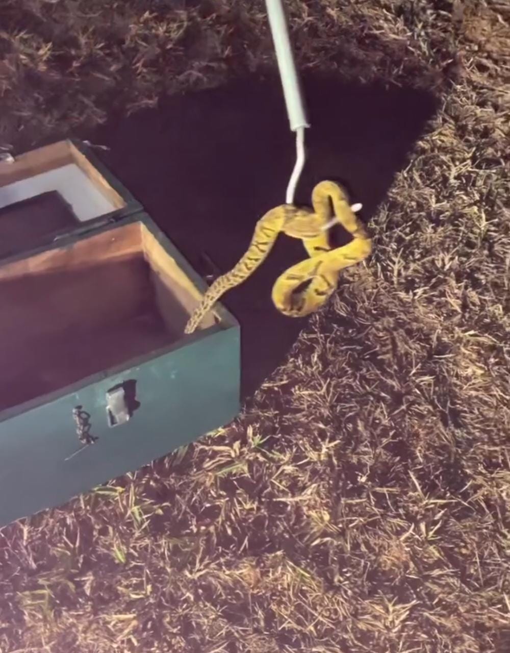 Cobra foi capturada próxima de uma piscina em São José dos Campos