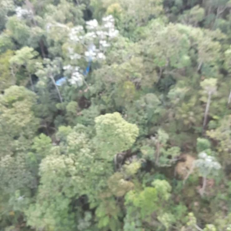 Área de mata do Pico do Agudo, onde homem caiu de asa-delta em Santo Antônio do Pinhal