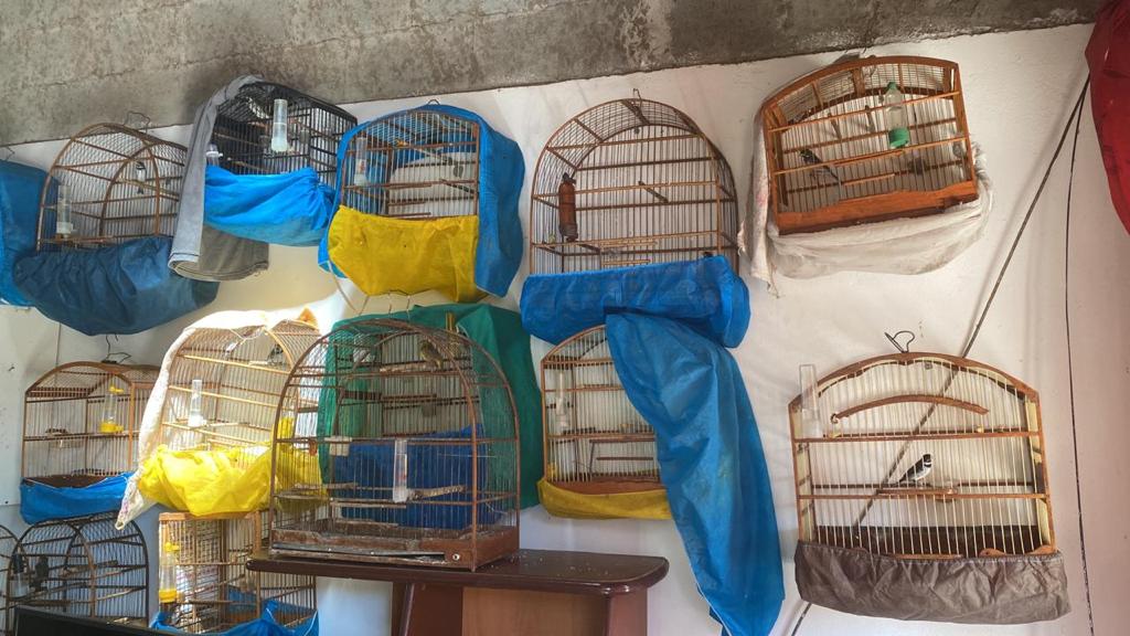 gaiolas que eram usadas para manter aves em cativeiro em são josé dos campos
