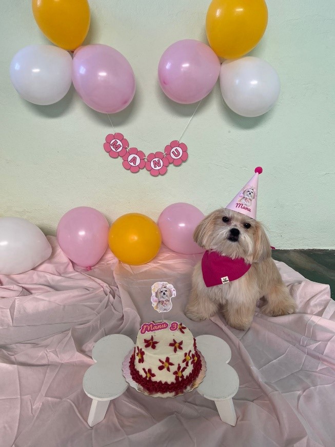 cãozinho em sua festa, com chapéu de aniversário, bolo e decoração com balões ao fundo