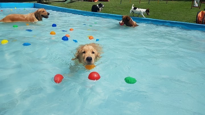 cães curtindo piscina com bolinhas coloridas soltas sobre a água