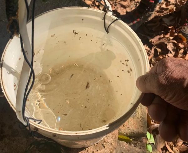 balde de água com larvas que idoso usava para beber e tomar banho
