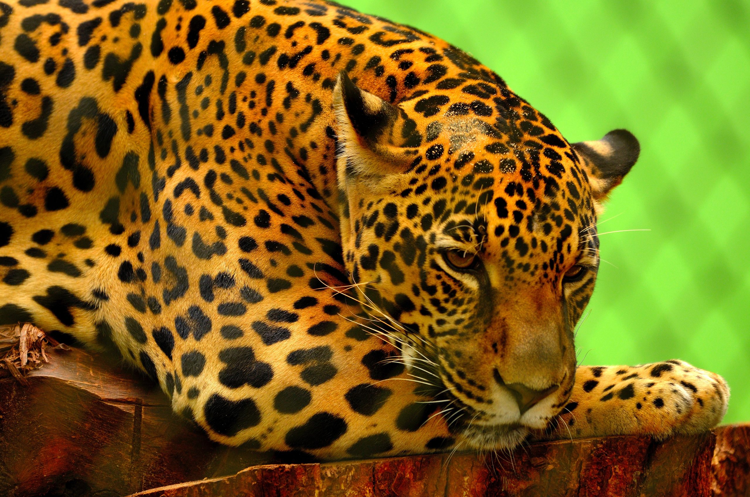 Onça pintada é um dos animais ameaçados, segundo o ICMbio