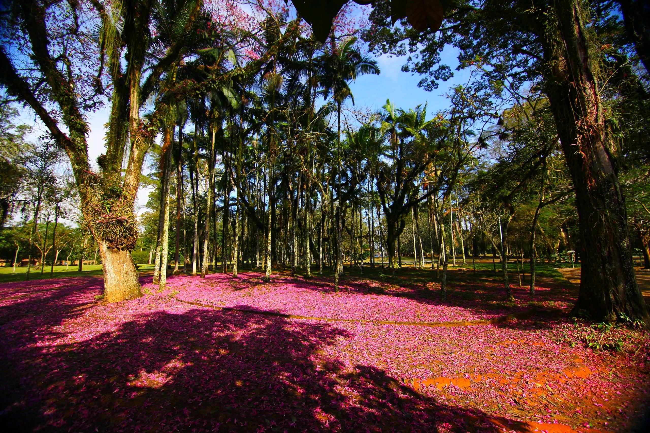 Árvores no Parque da Cidade, em São José. com folhas rosa ao chão, fazendo referência ao fórum de florestas urbanas