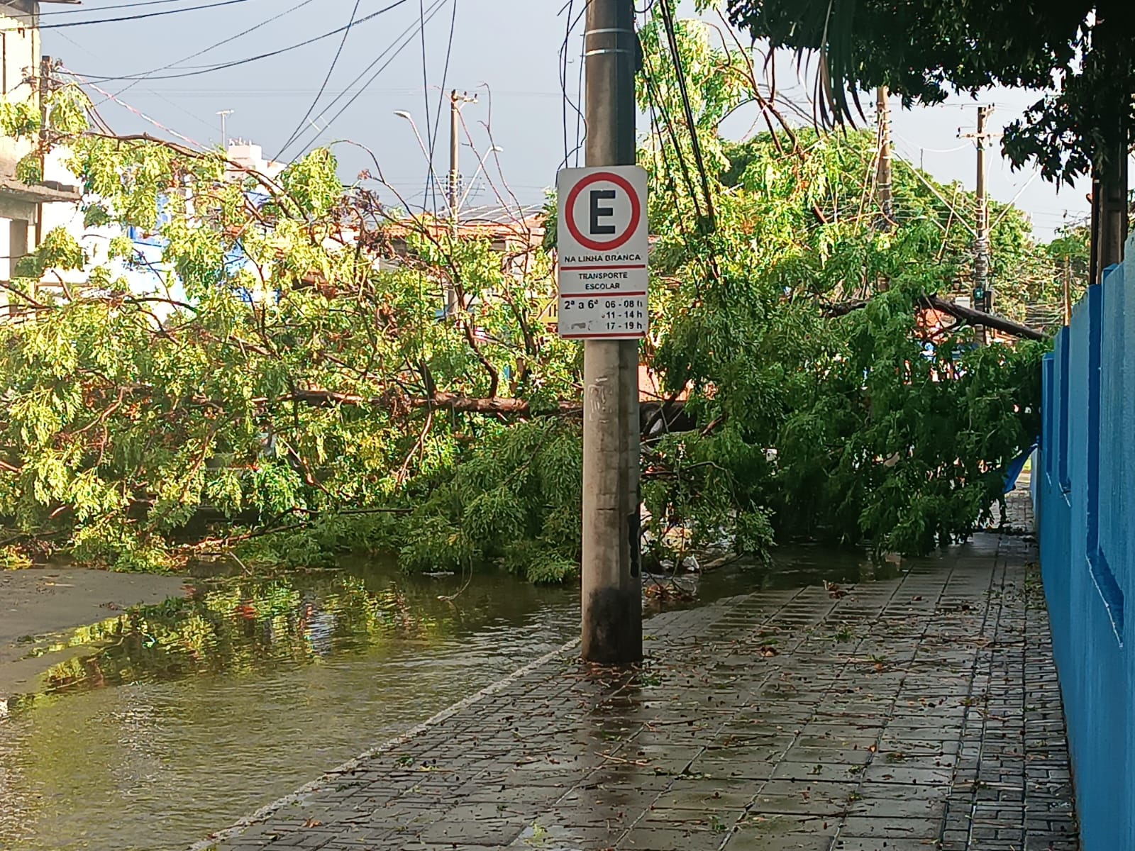 Árvore caída após estragos causados pela chuva e vento forte em São José