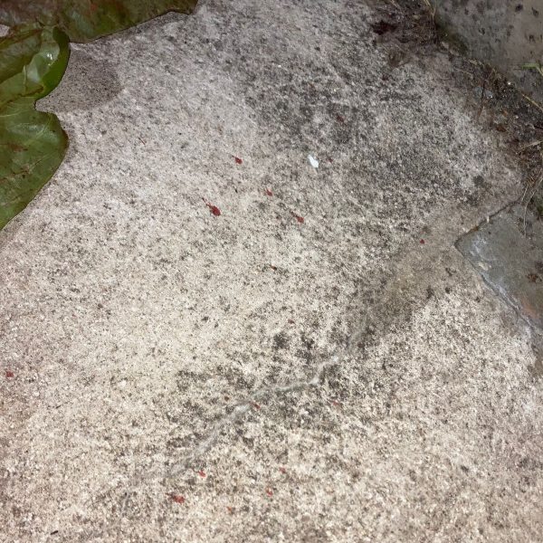 pingos de sangue encontrados na calçada do suspeito