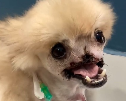 fox, cachorro que perdeu focinho em ataque, de boca cabrte e olhando para a frente