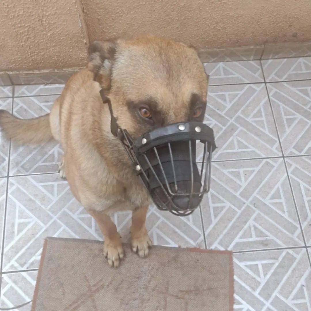 Cachorro pastor belga que cometeu ataque à mulher em São José
