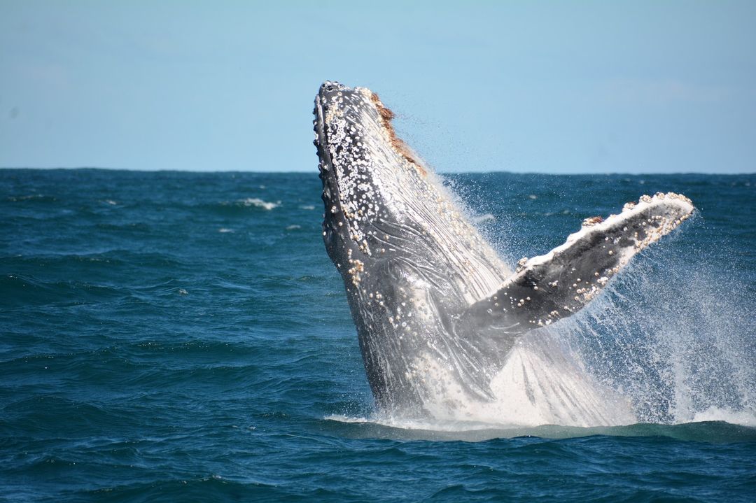 salto de baleia jubarte em ilhabela registrado pelo instituto baleia jubarte
