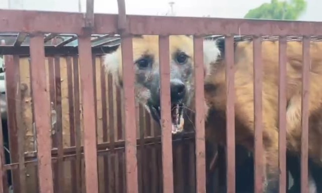 Lobo Guará, animal foi resgatado em empresa no Jardim Limoeiro