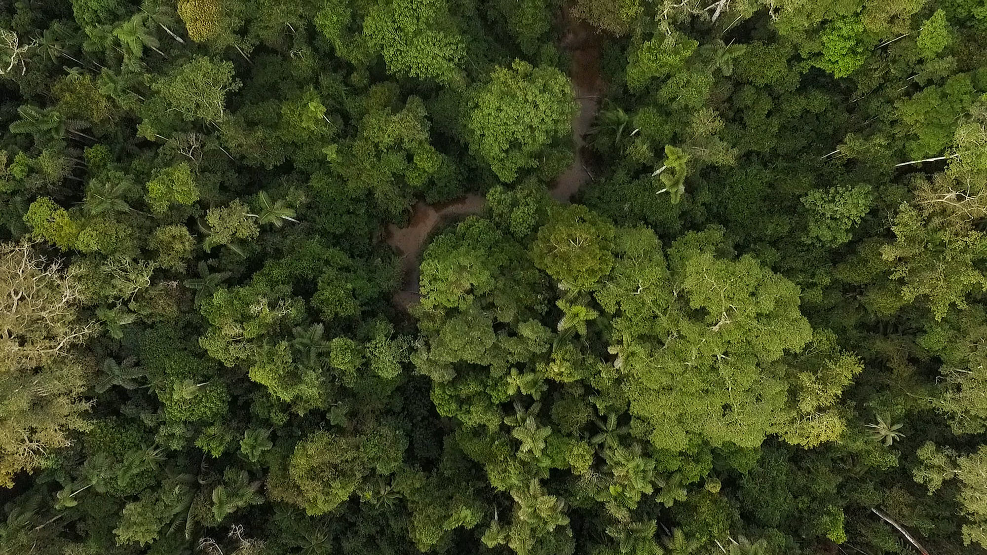 vista aérea de copas de árvores na amazônia