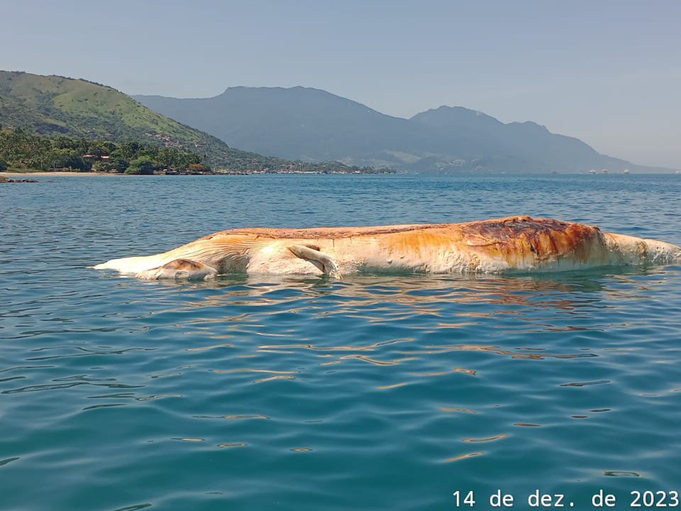 Baleia de cerca de 10 metros encontrada morta na Praia da Ponta Azeda em Ilhabela