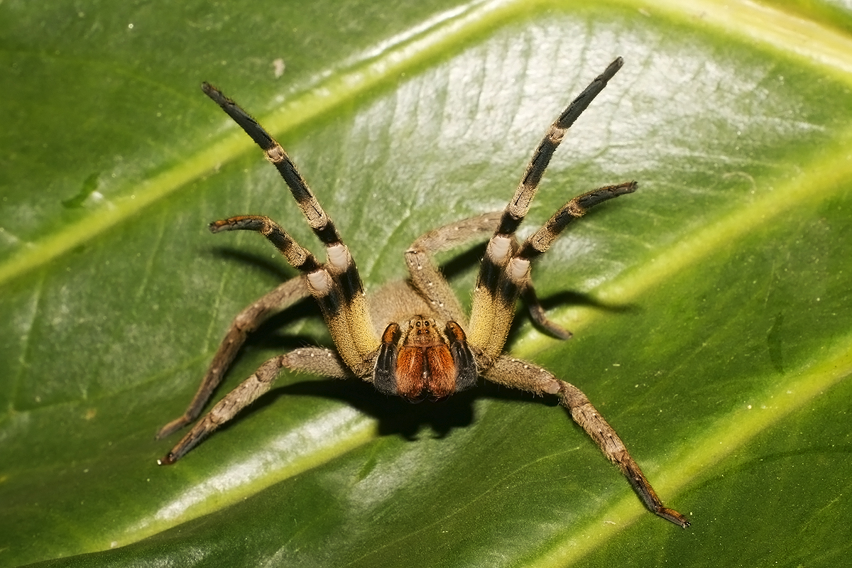Aranha armadeira na mata