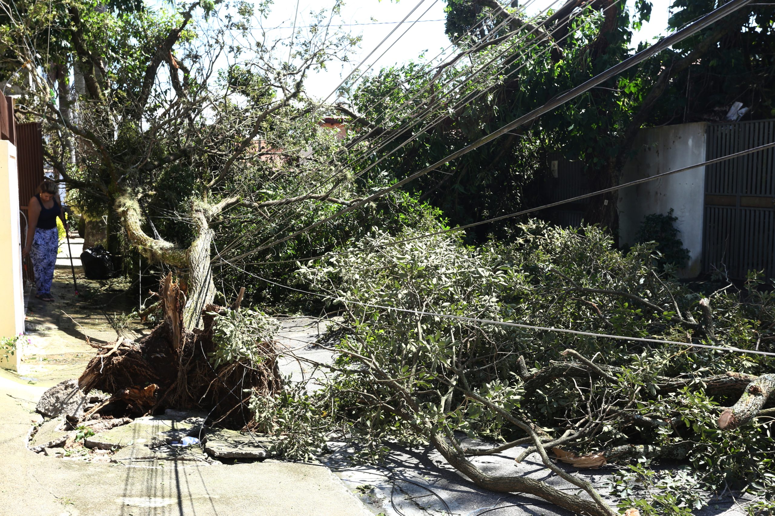 quedas de árvores, como essa, podem acontecer durante as tempetades no vale e litoral