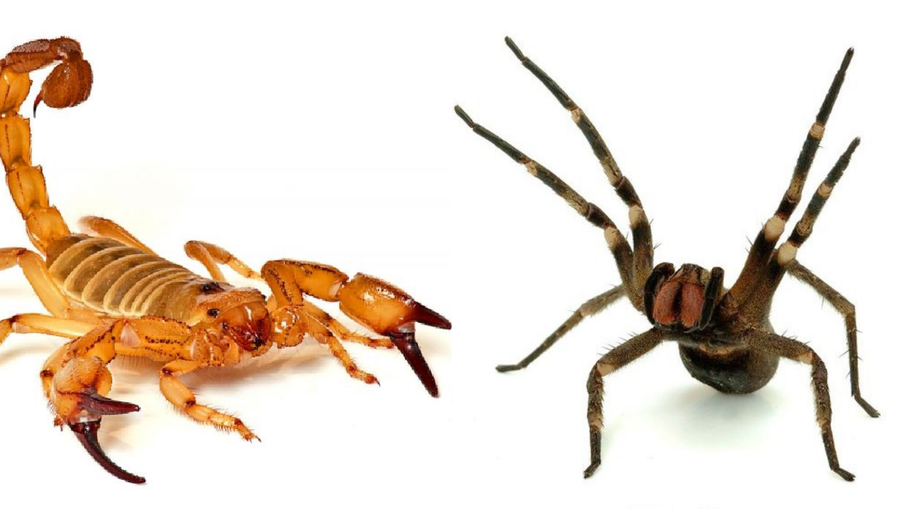Escorpião e aranha, animais com riscos de acidentes em São José