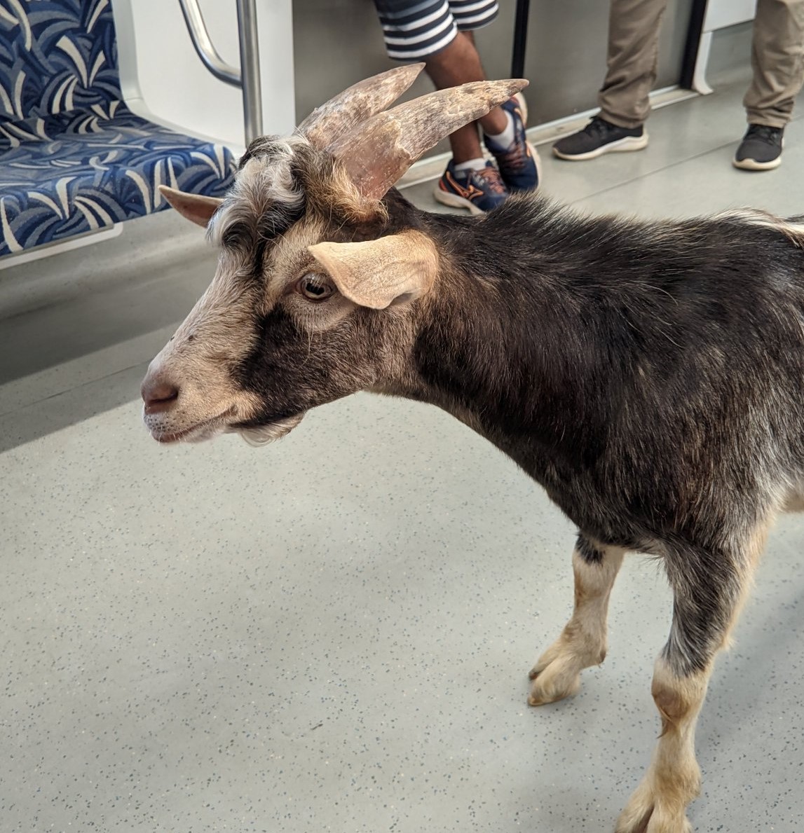 Bode dentro do trem da CPTM