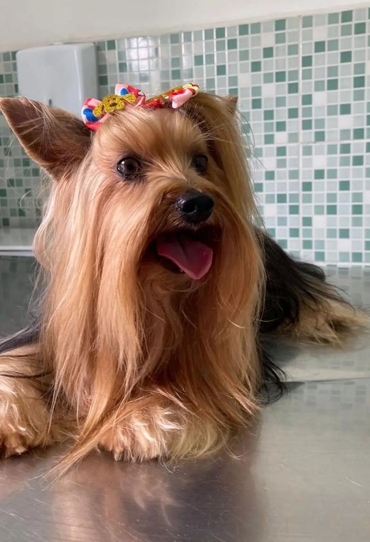 cadelinha gabi, da raça yorkshire, que foi atacada por cão de grande porte em taubaté
