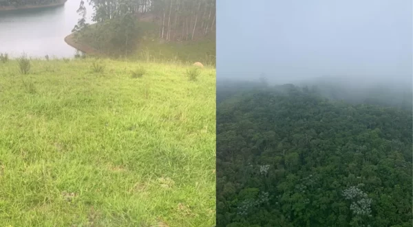 colagem com duas fotos enviadas pela jovem letícia mostrandoárea de mata em que helicóptero pousou antes de sumir no litoral norte