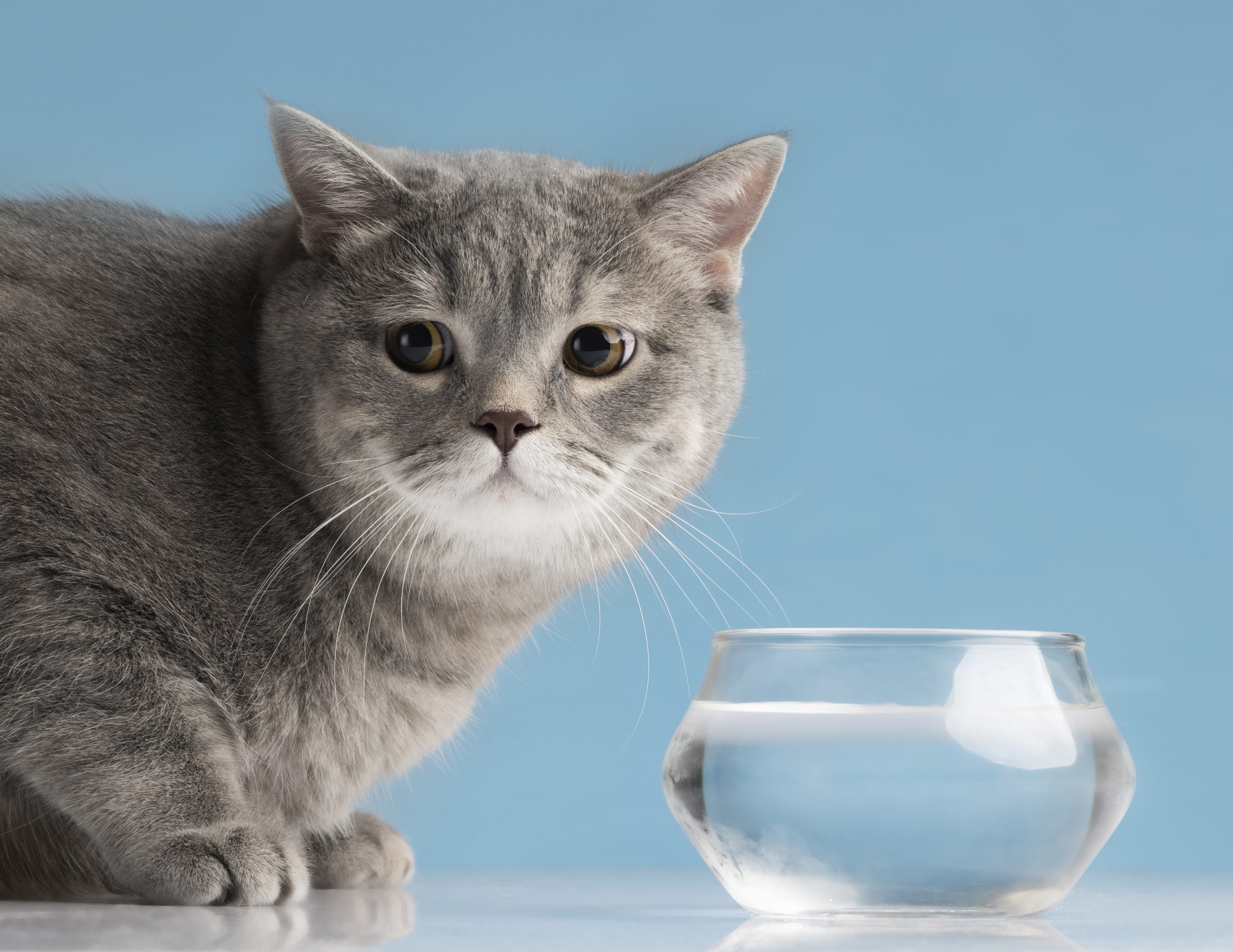 gato ao lado de recipiente com água, relacionando os gatos com a baixa quantidade de água bebida pelos felinos