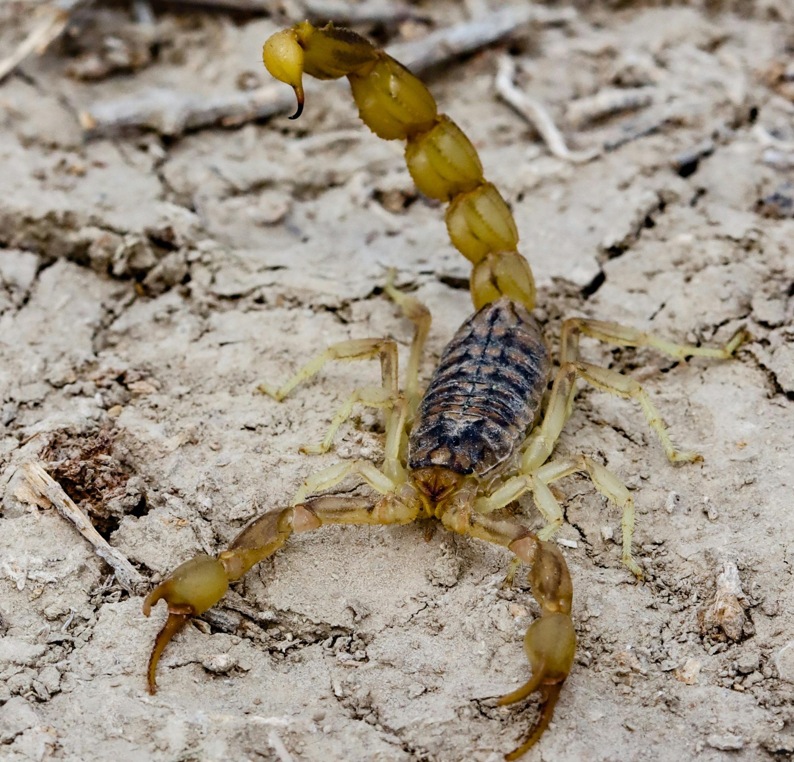 Escorpião amarelo na terra