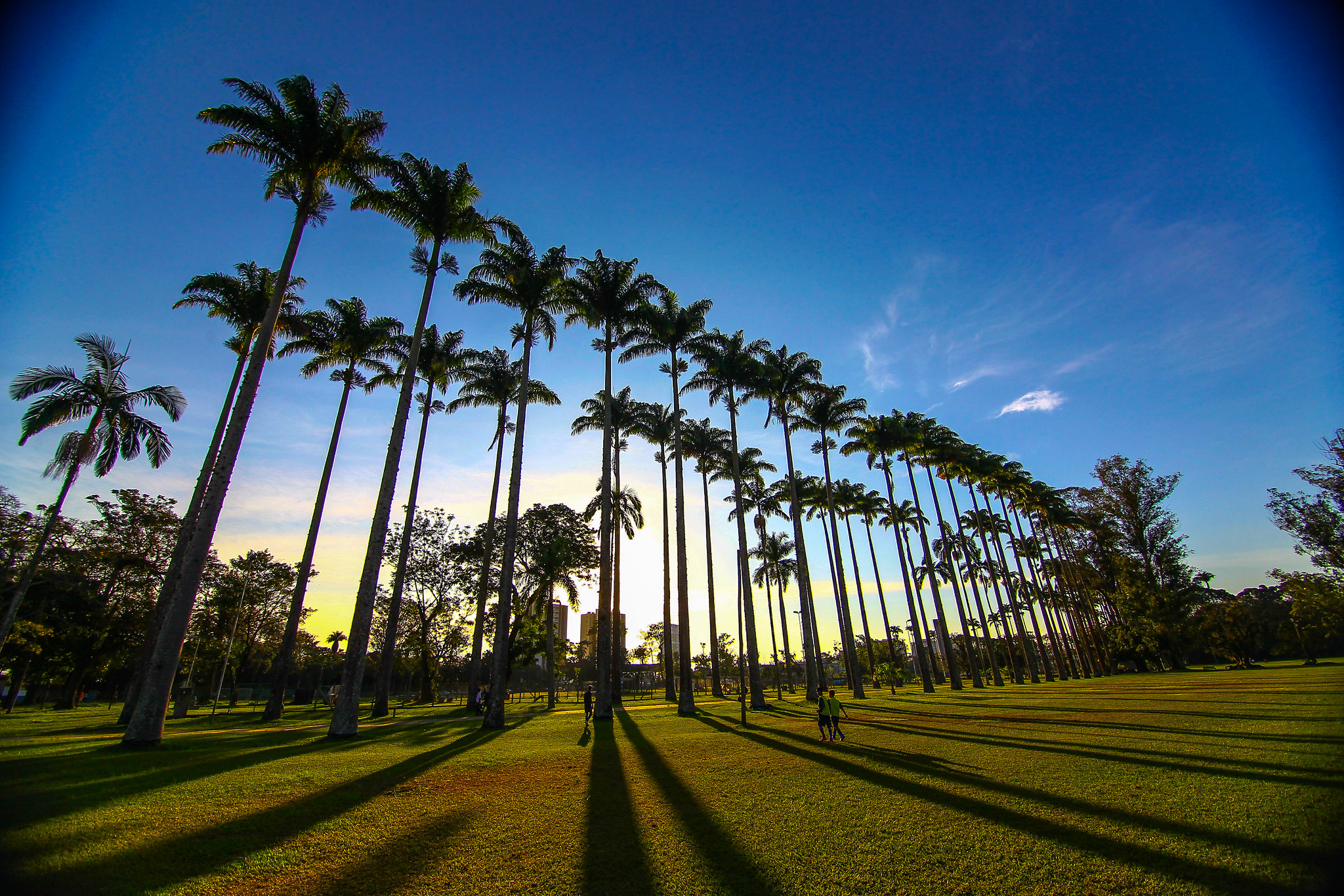 grandes palmeiras do parque da cidade em tarde ensolarada em são josé dos campos