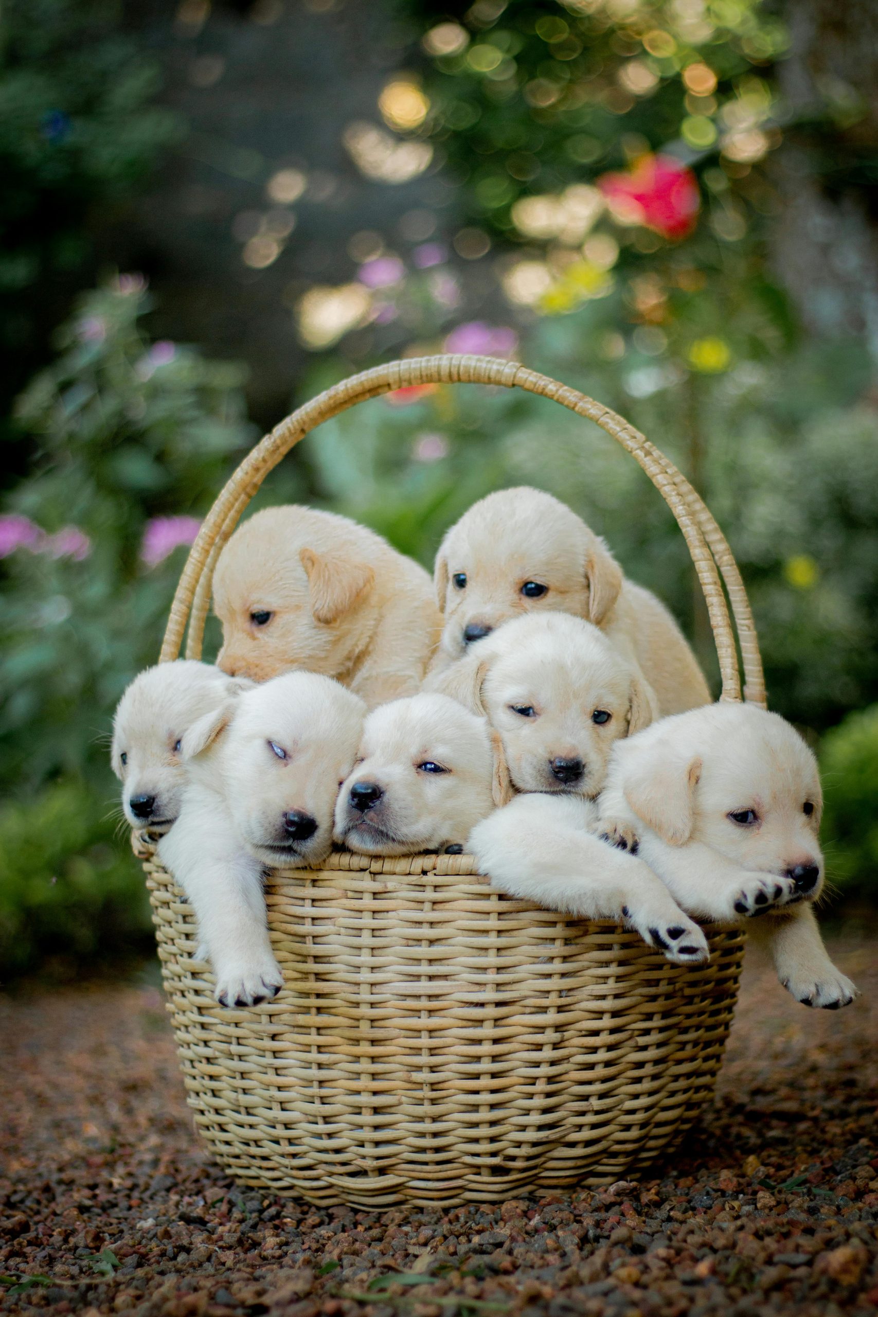 filhotes de golden retriever em cesta de palha