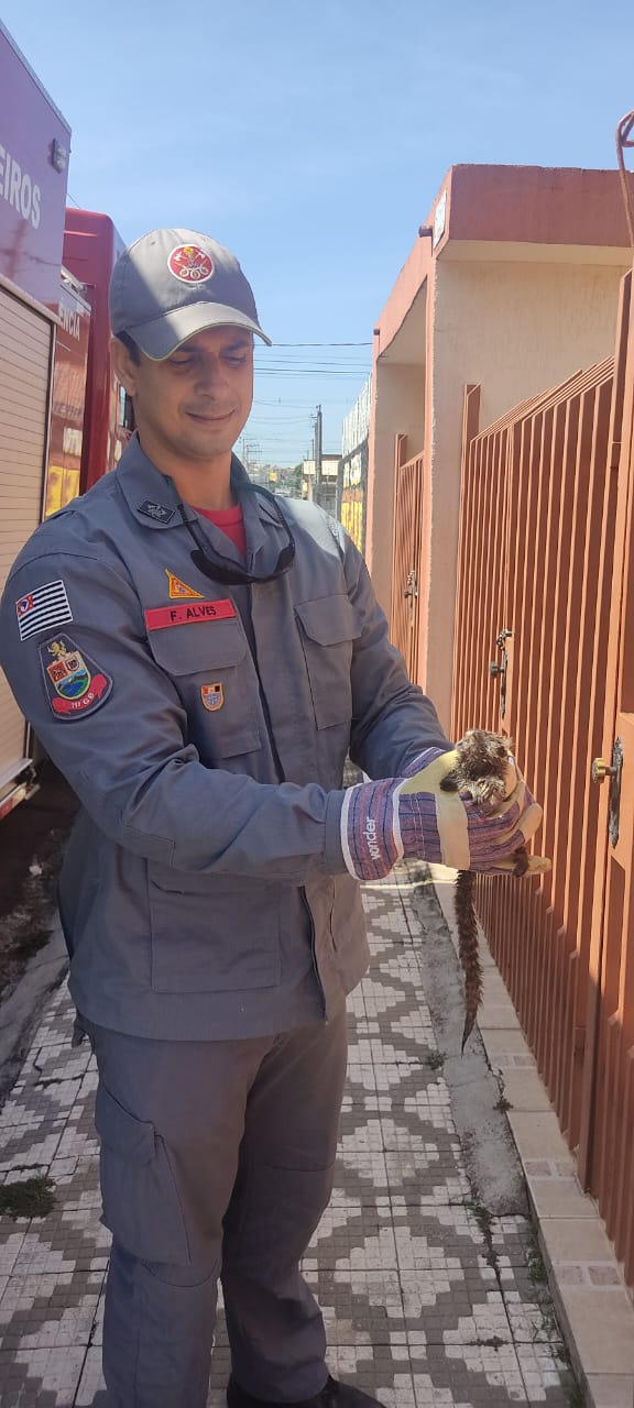 Mico-sagui foi resgatado em casa na Vila São José em Taubaté