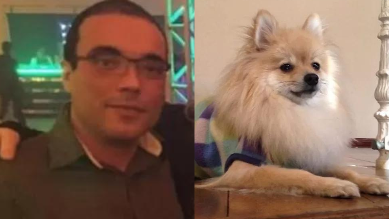 Cara de Tutor de Bull terrier que atacou fox, mostrado ao lado na foto