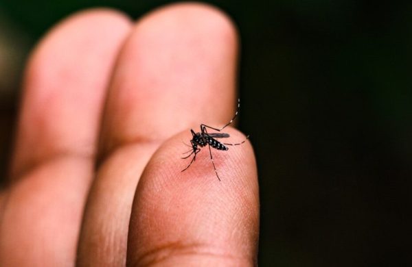 Mosquito da dengue