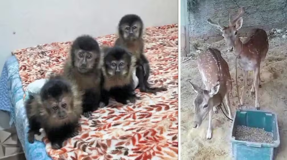 Flagrante no tráfico de animais silvestres no RJ