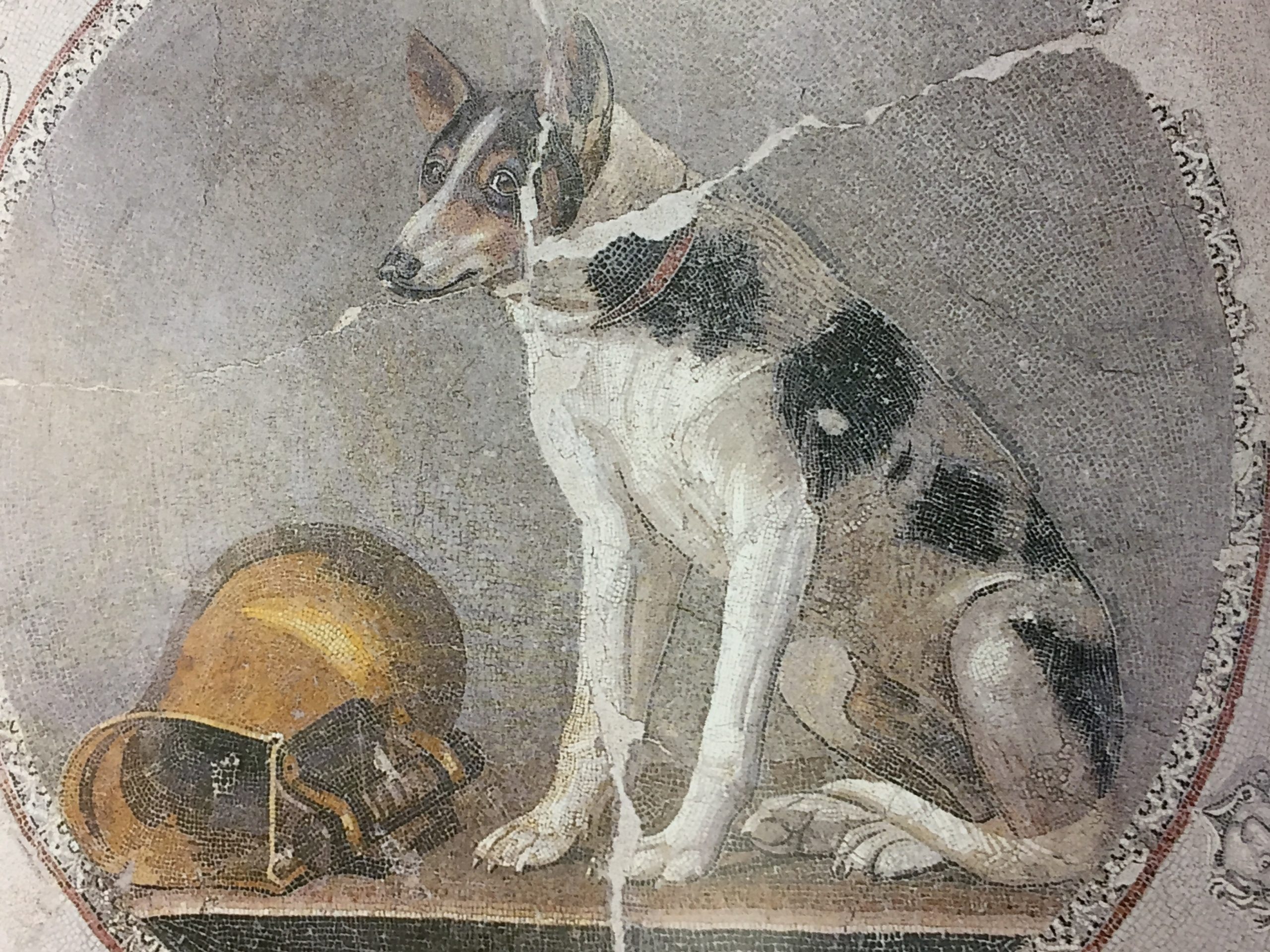 Mosaico de cachorro em Alexandria, Egito