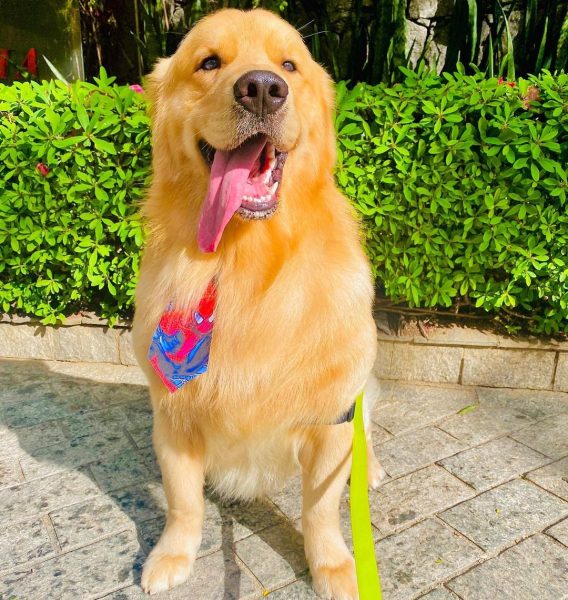 cão joca sorrrindo com a língua para fora