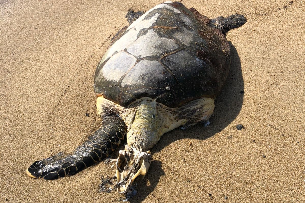 tataruga marinha em decomposição na areia