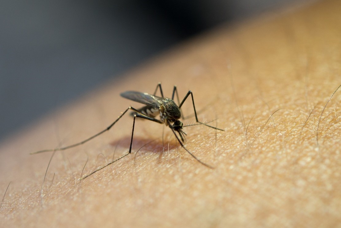 close de mosquito da dengue picando pele de humano branco